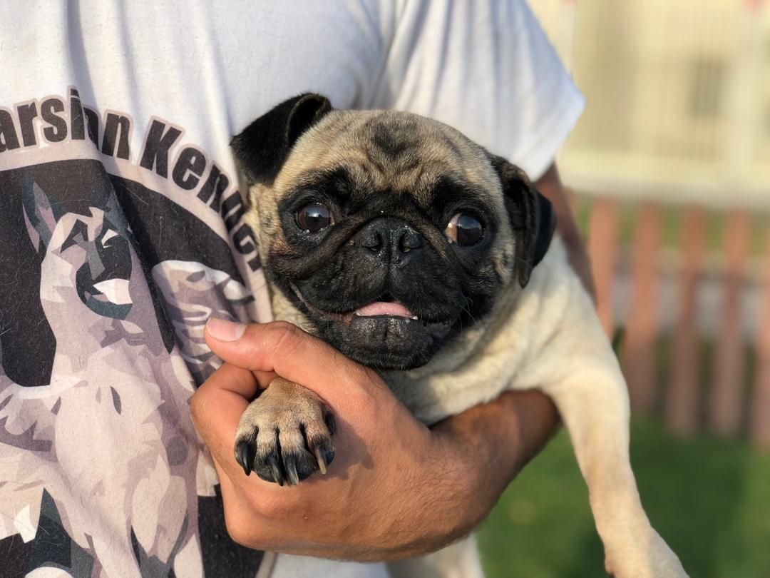 مولد نژاد پاگ گوچی